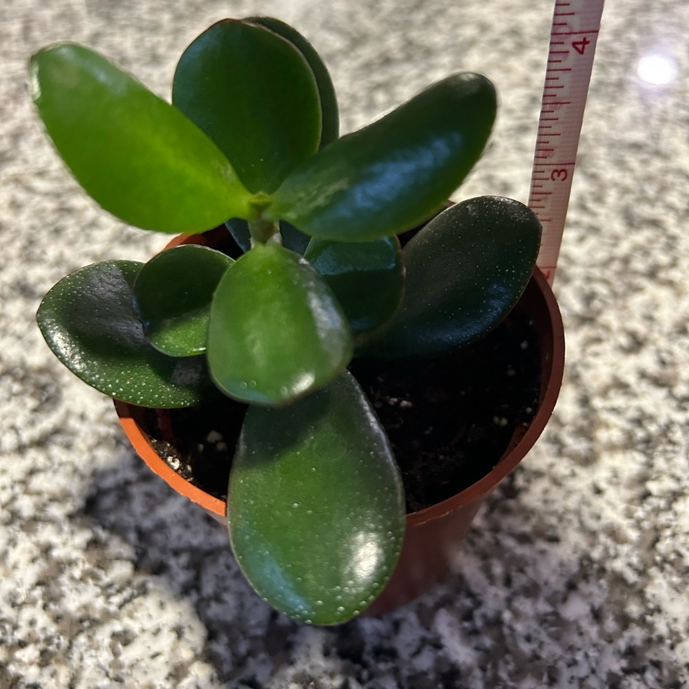 JADE PLANT ROOTED - Picture 3 of 4